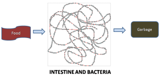 Is there a link between autoimmune disorders and our intestinal bacteria?