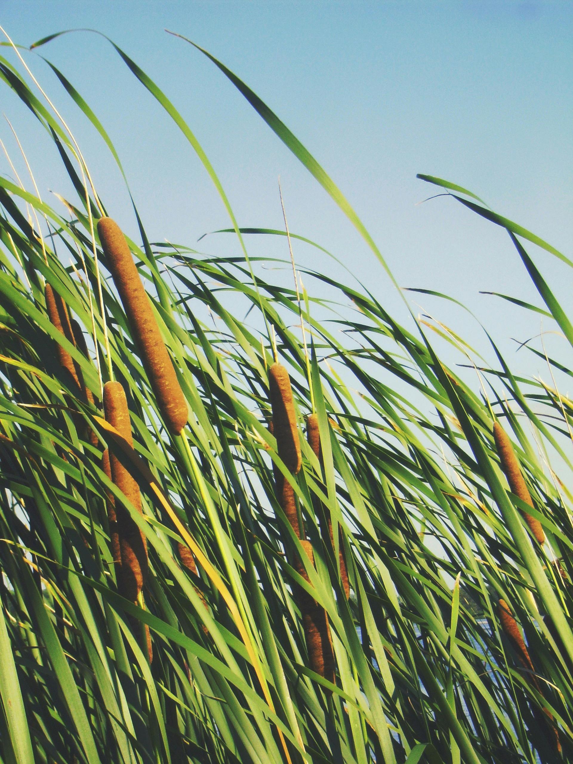 Lush green cattails swaying in a sunlit wetland, capturing summer's vibrant outdoors.