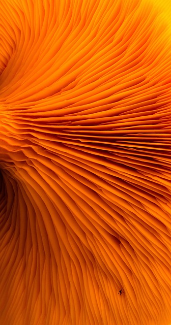 mushroom, fungus, fungi, forest, nature