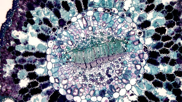 Detailed microscopic view of a plant cell cross-section showcasing cellular structure.