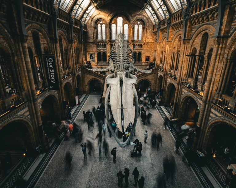 Aerial view of the Natural History Museum in London, featuring a whale skeleton and visitors.