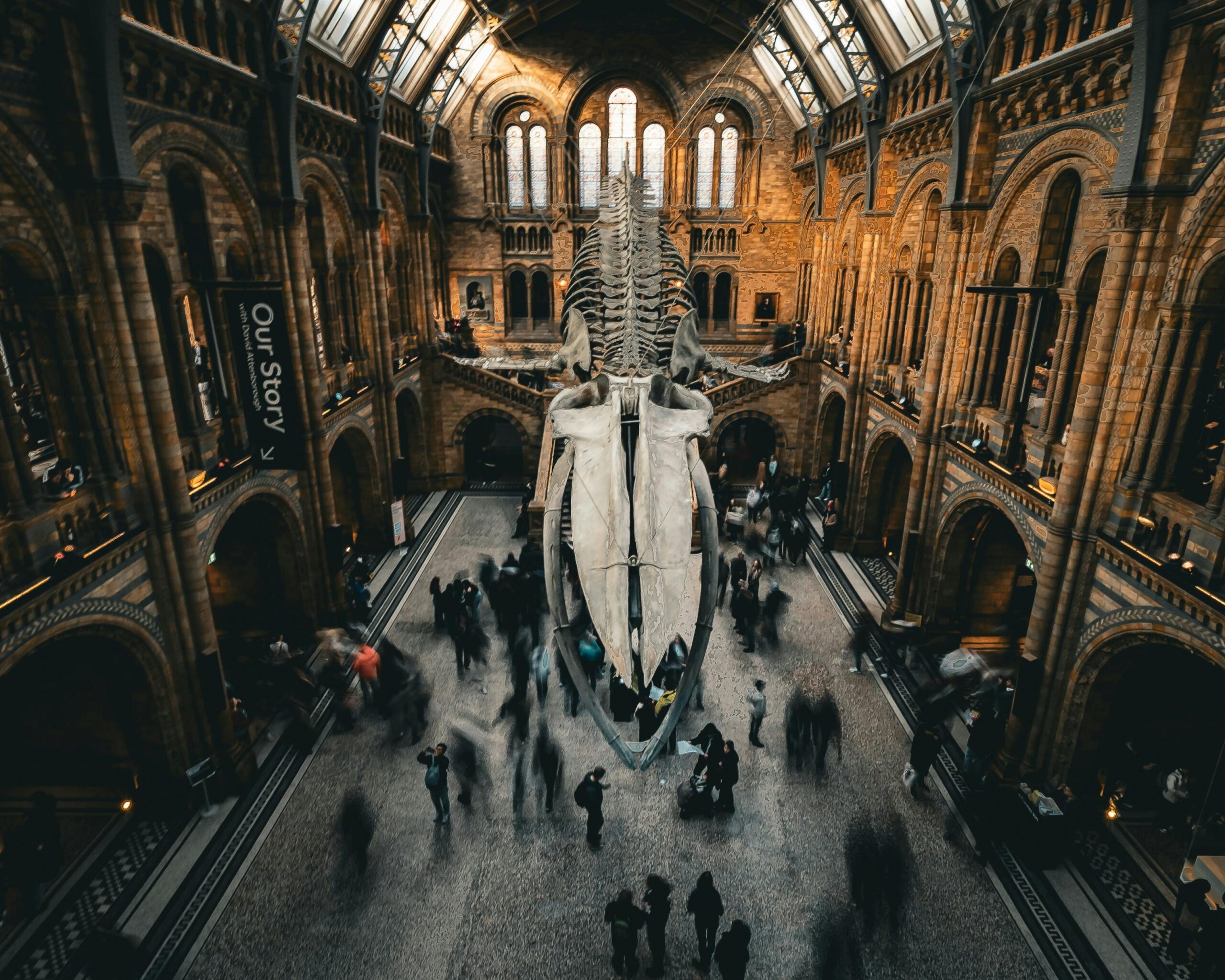 Aerial view of the Natural History Museum in London, featuring a whale skeleton and visitors.
